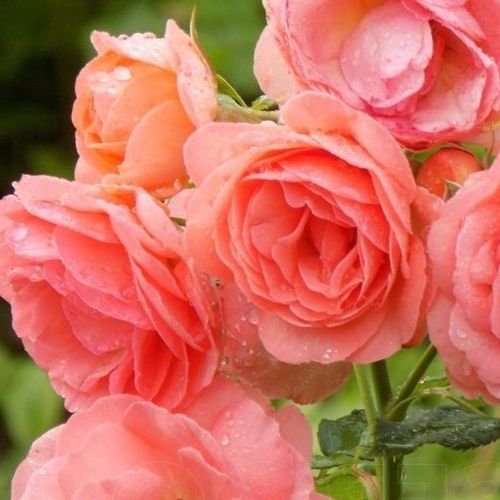 Róże ogrodowe - róża nostalgie - różowy  - Rosa  Amelia ™ - róża ze średnio intensywnym zapachem - L. Pernille Olesen; Mogens Nyegaard Olesen  - ,-